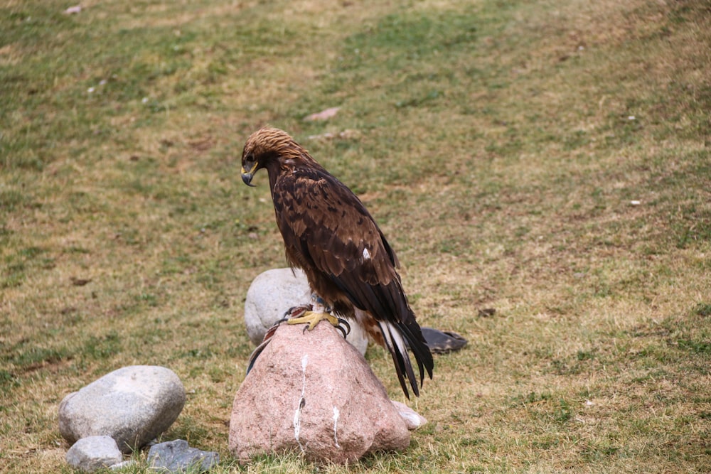 a large bird perched on top of a rock