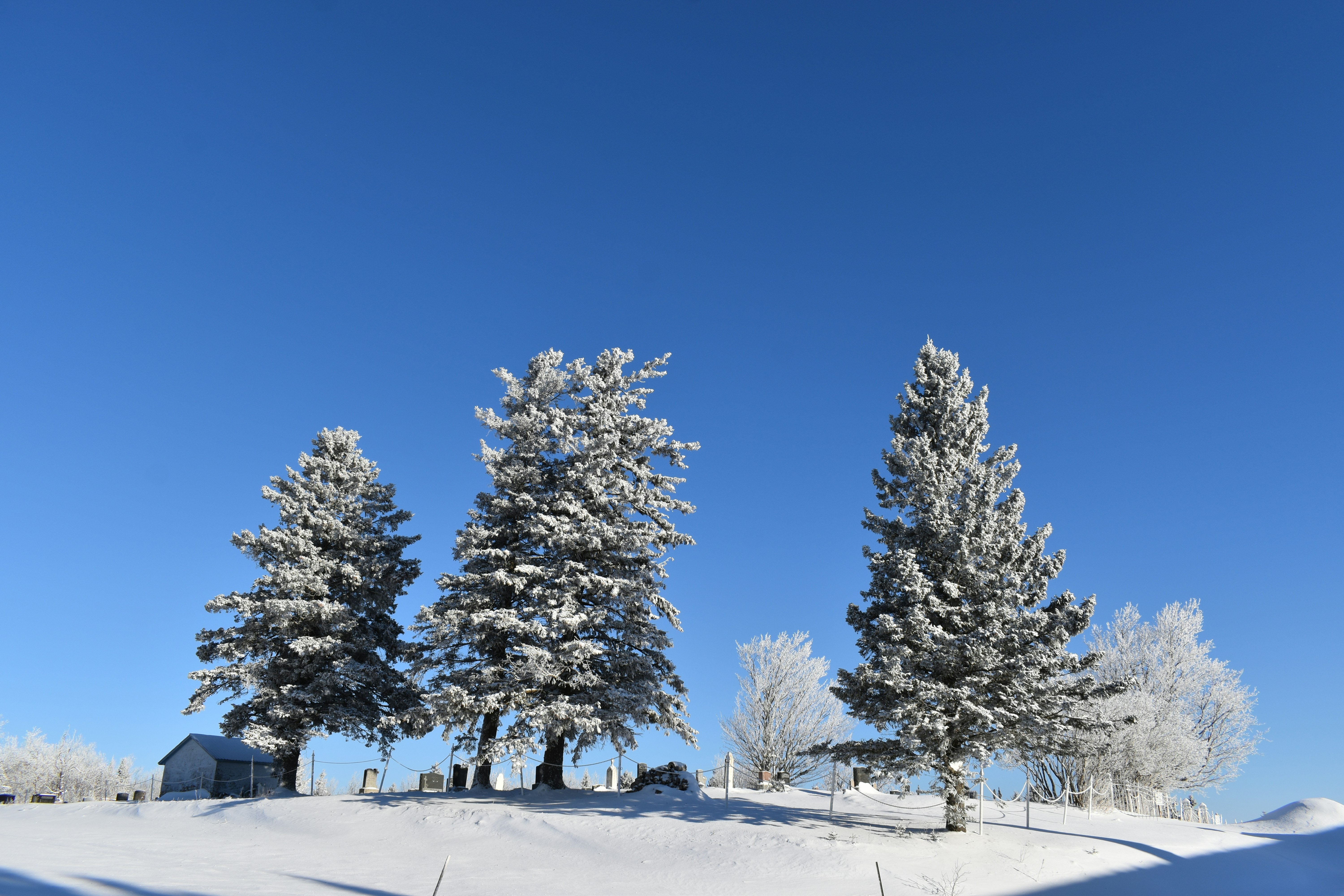 Snowy spruce trees under a blue sky, Sainte-Apolline, Québec, Canada