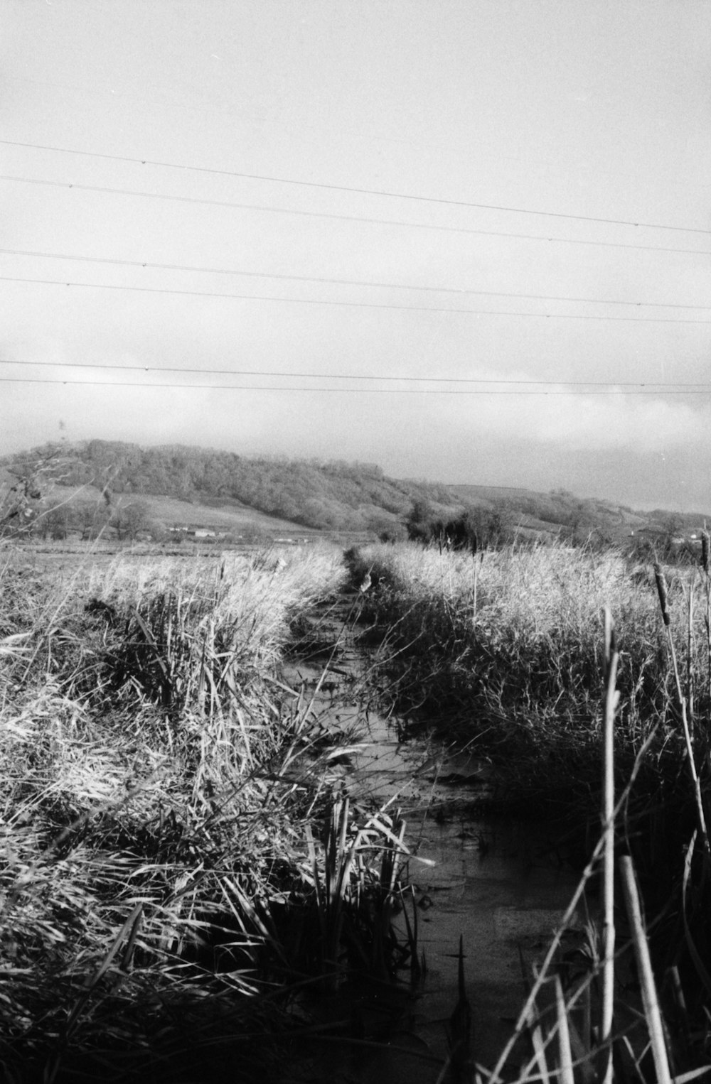 a black and white photo of a path through a field