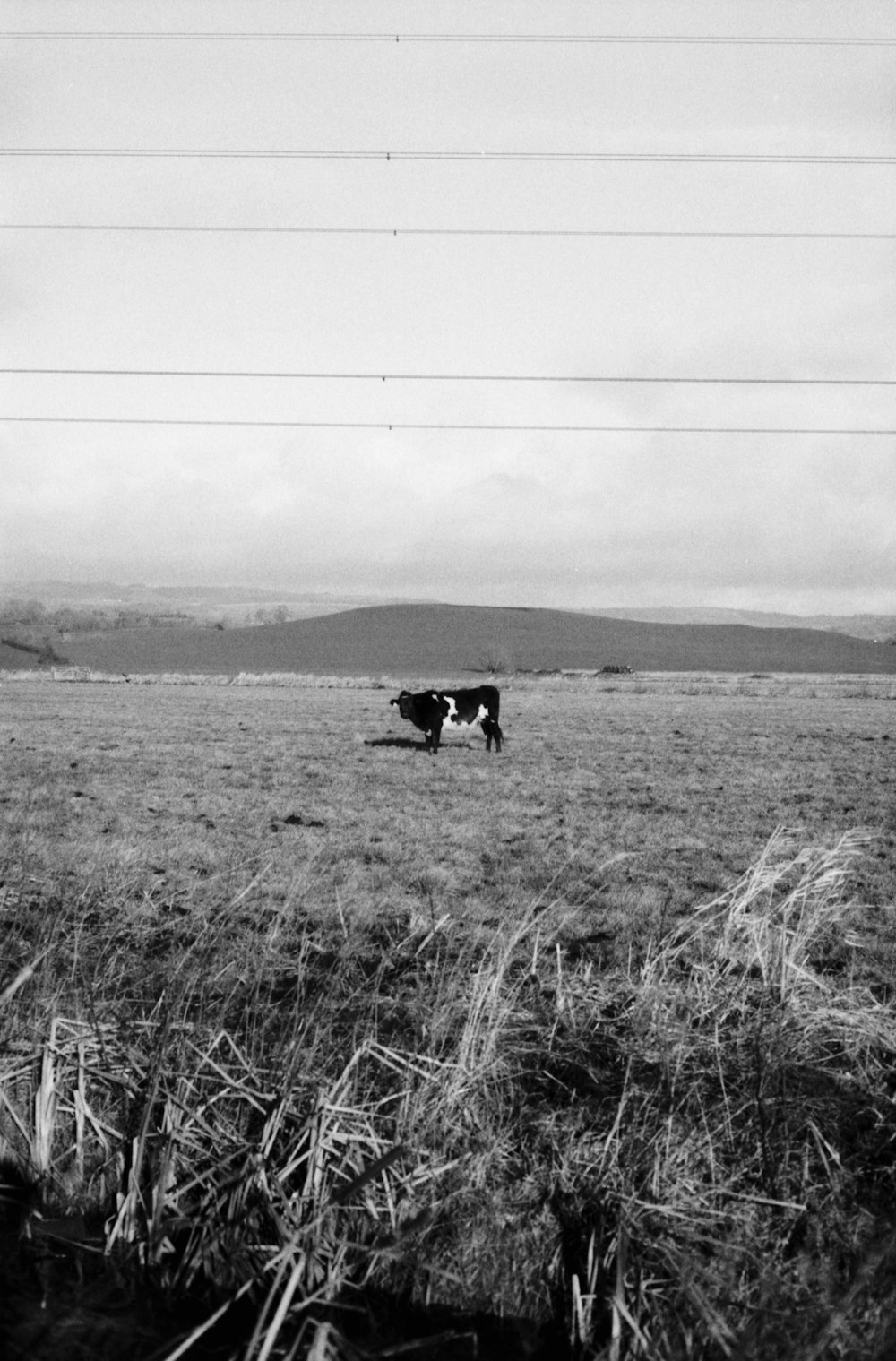 들판에서 소의 흑백 사진
