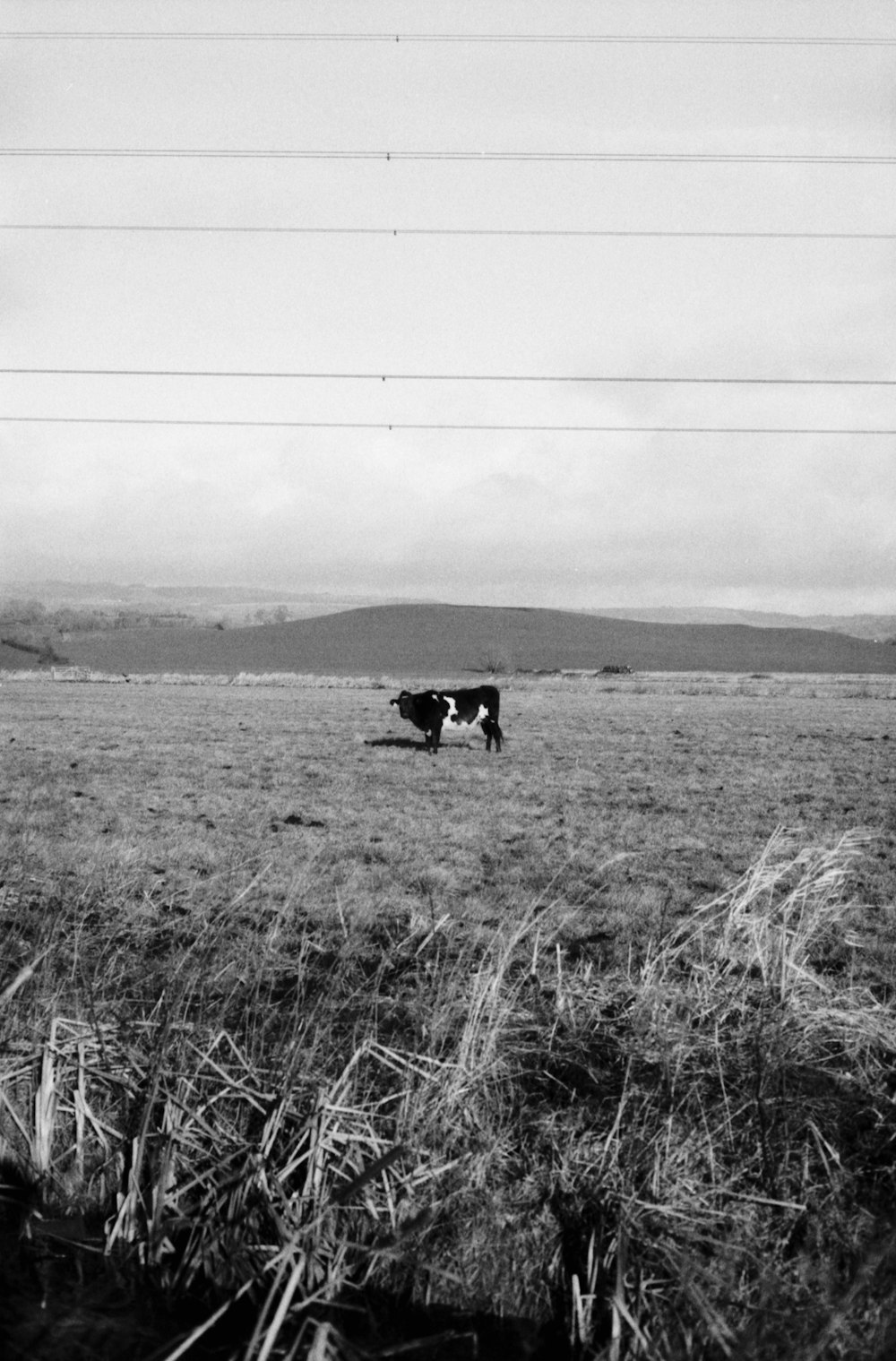 a black and white photo of a cow in a field