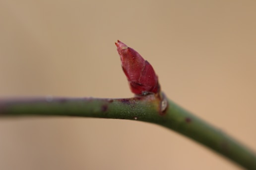 A close-up view of a budding plant stem, featuring a small red bud starting to emerge from a green stem. The background is softly blurred, highlighting the sharp detail and texture of the bud and stem.