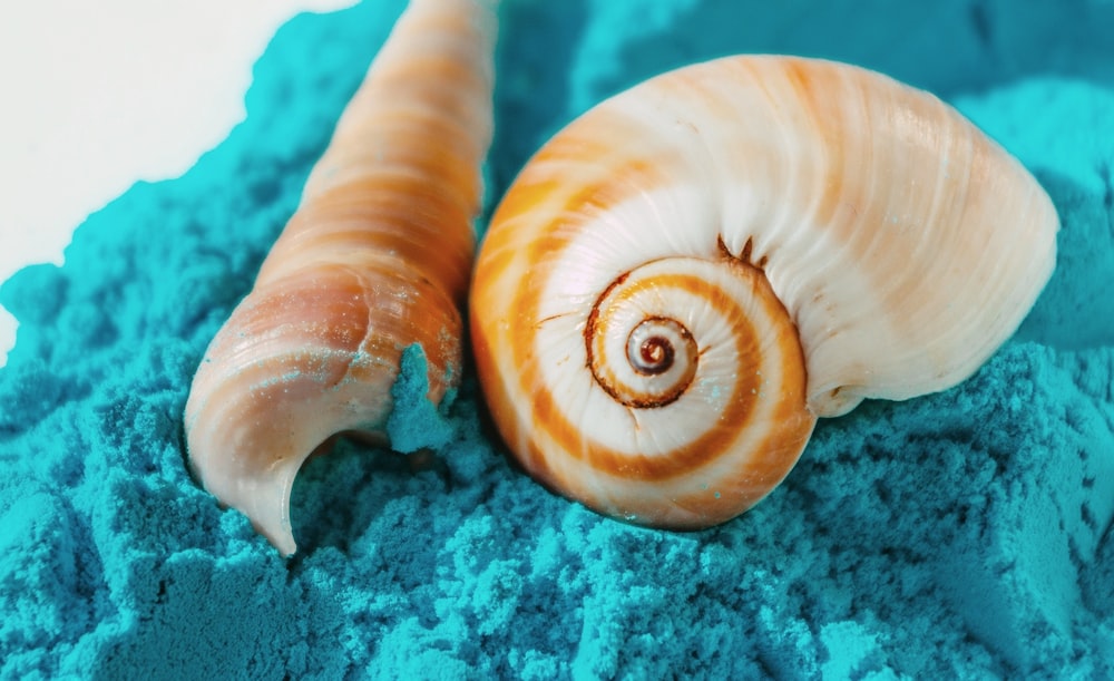 a close up of two sea shells on a blue sand