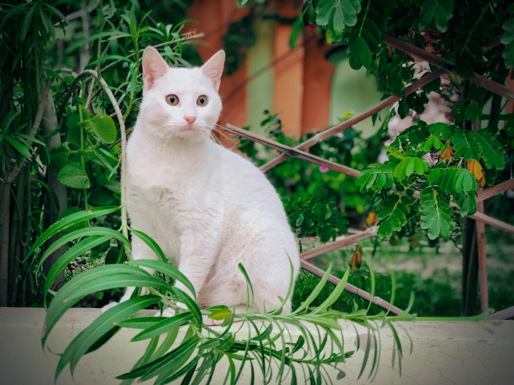 a white cat sitting on top of a plant