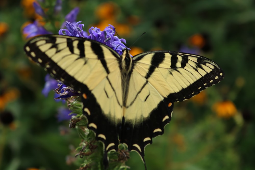 a yellow and black butterfly sitting on a purple flower