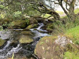 A gently flowing stream winding through the lush green 5-acre property