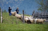 A pastoral scene with two people herding a group of sheep across a grassy field. The sheep are moving towards a wooden fence, with one person guiding them from behind and another from the front. The setting is rural, with lush green grass and a background of dense forested hills.