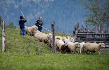 A pastoral scene with two people herding a group of sheep across a grassy field. The sheep are moving towards a wooden fence, with one person guiding them from behind and another from the front. The setting is rural, with lush green grass and a background of dense forested hills.