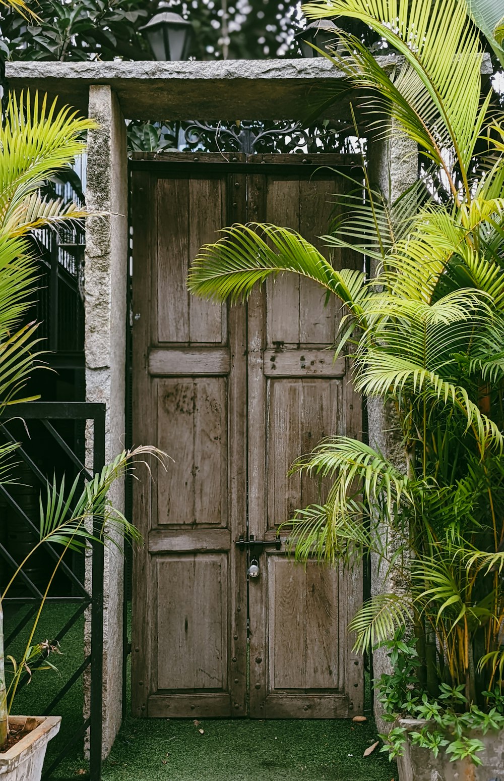 a wooden door surrounded by palm trees and potted plants