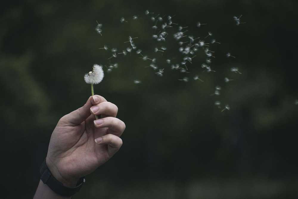 a person holding a dandelion in their hand