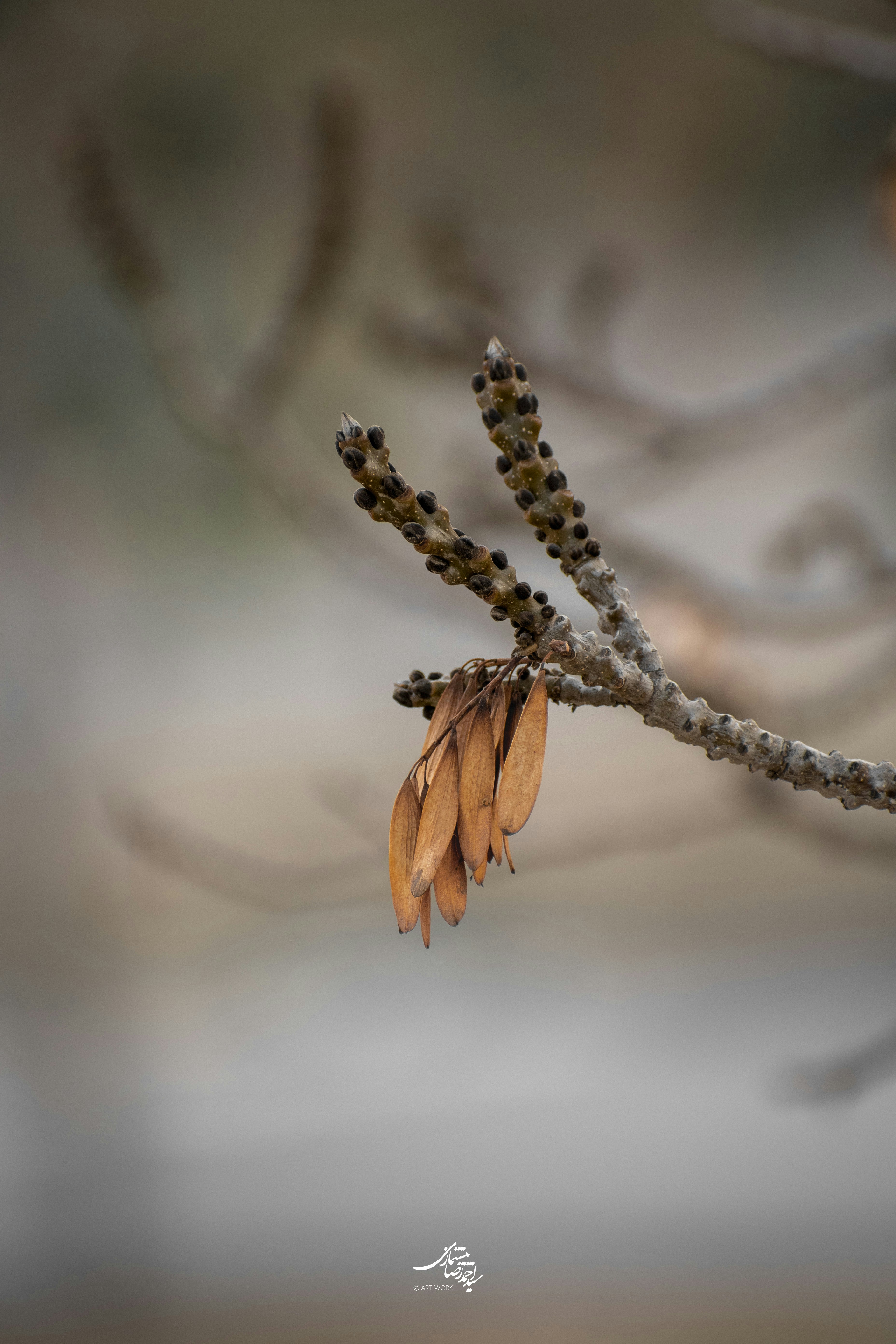 Photo by s_ahmadreza_p