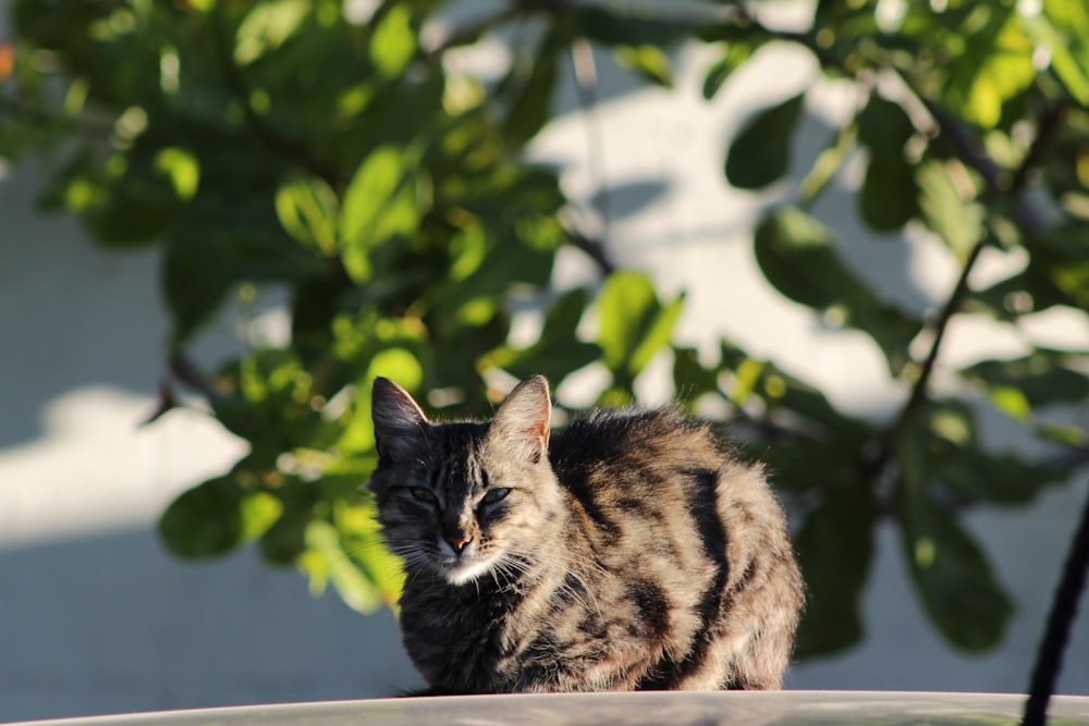 a cat sitting on top of a table next to a tree