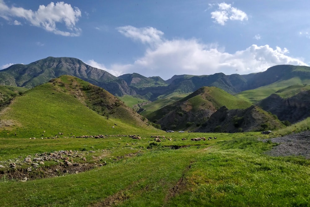 a grassy field with mountains in the background