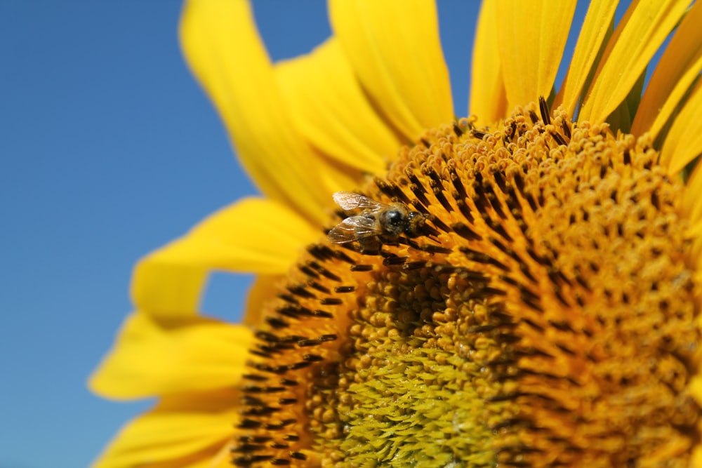 a bee on a sunflower with a blue sky in the background