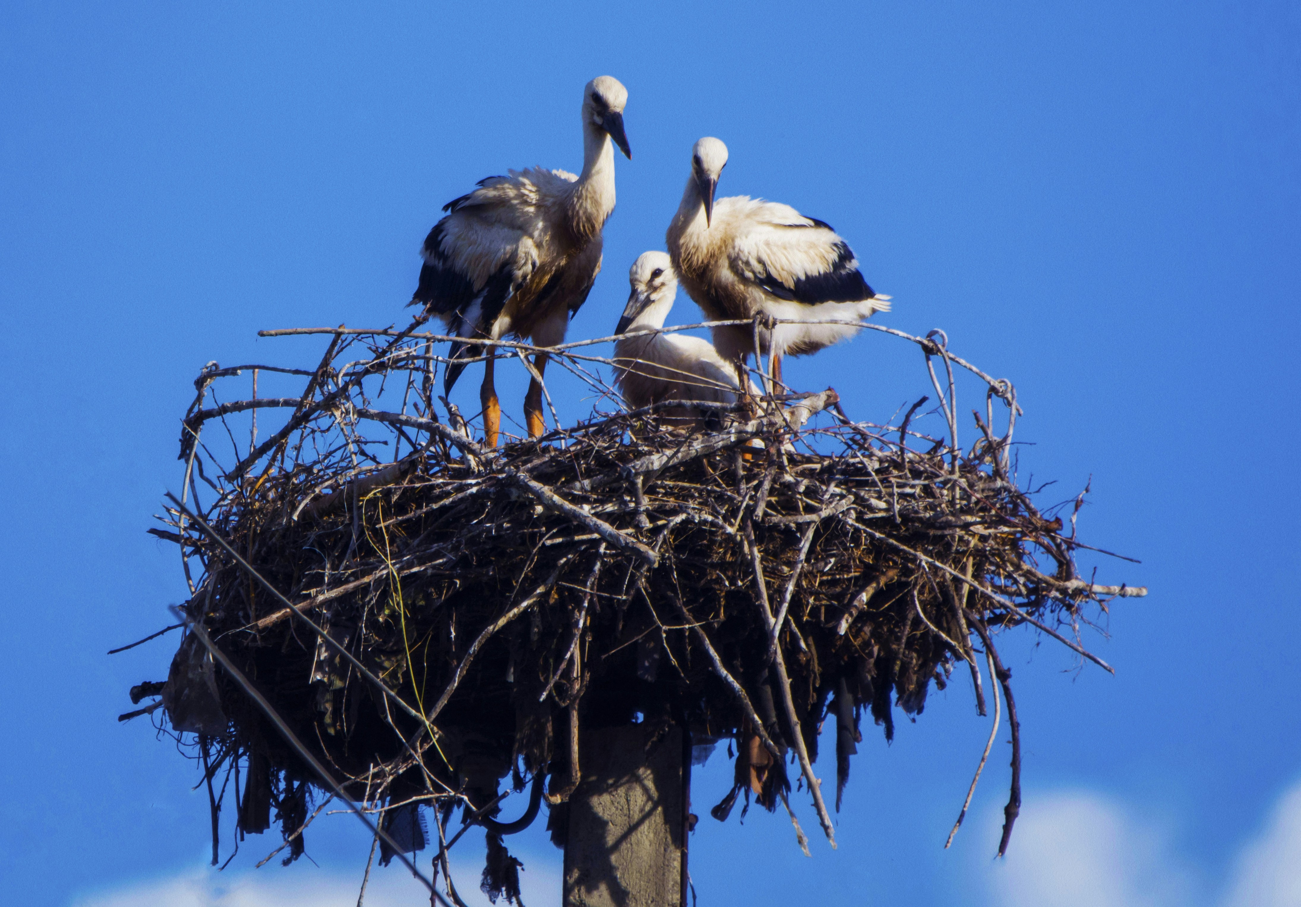 Photo by strinoiumarian