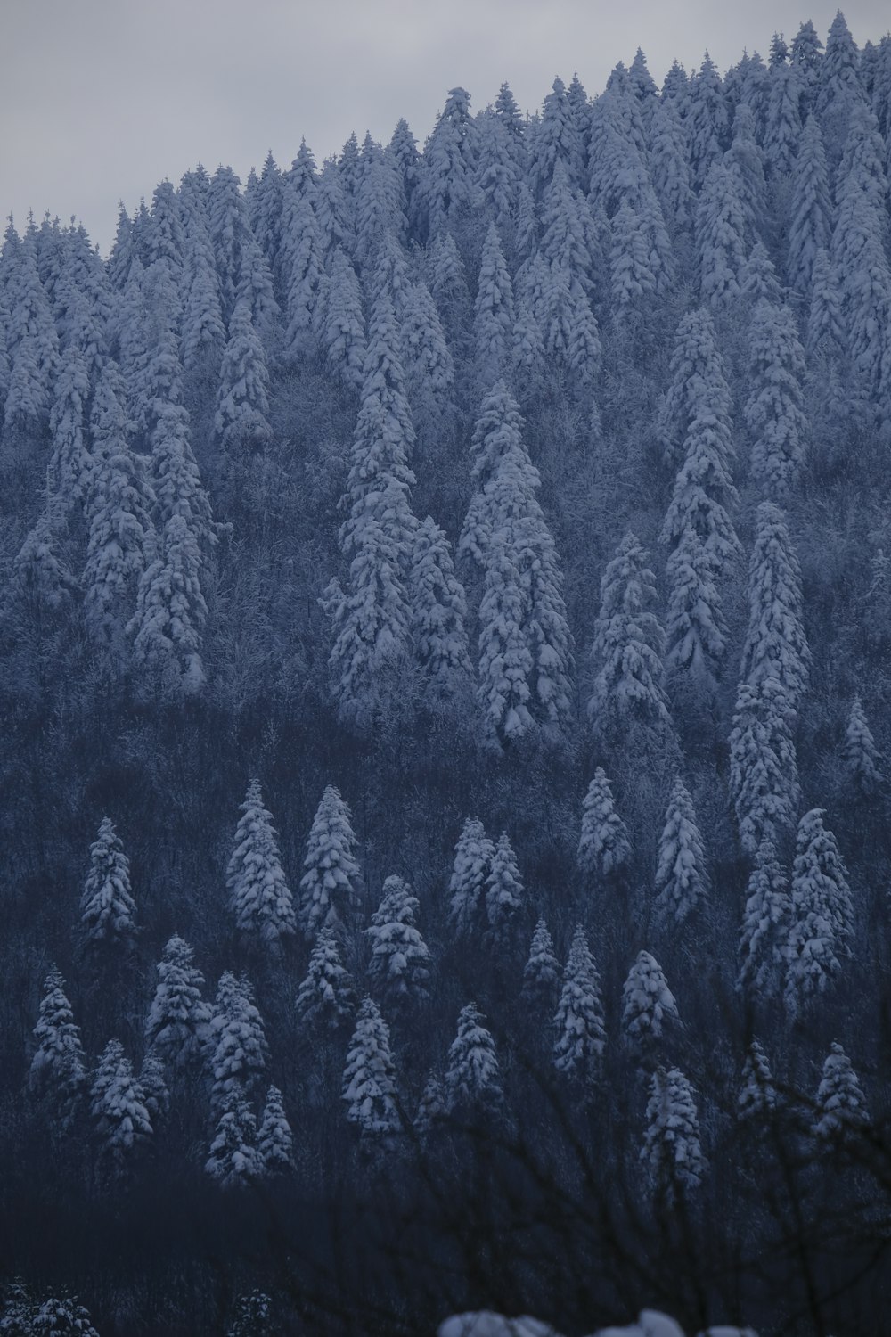 a large group of trees covered in snow