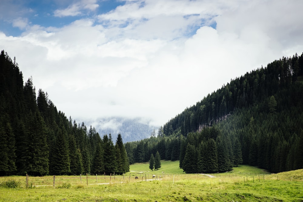 a lush green field surrounded by tall pine trees