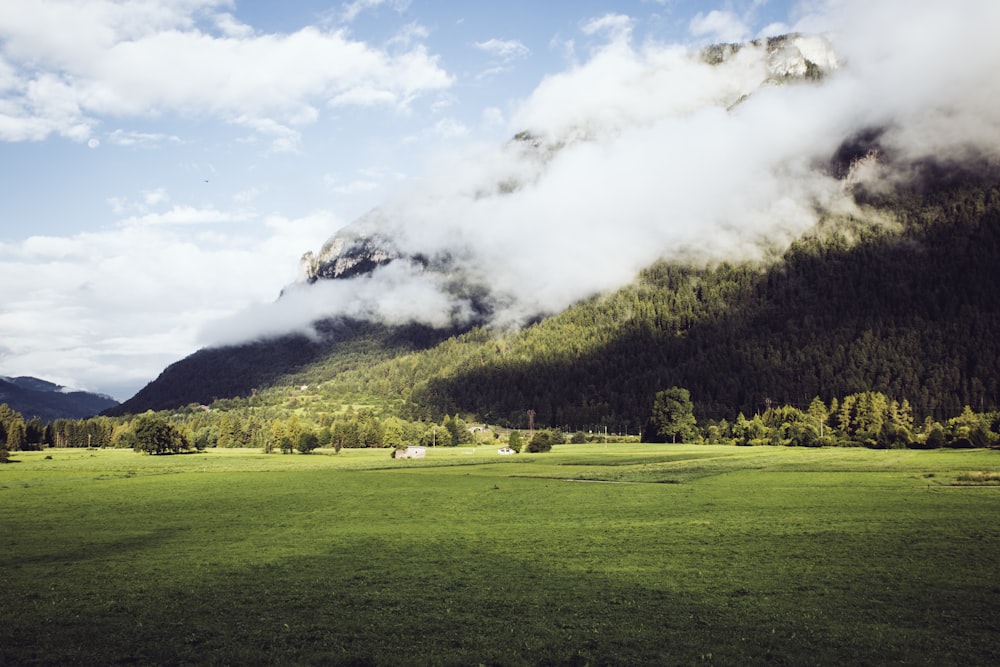 a grassy field with a mountain in the background