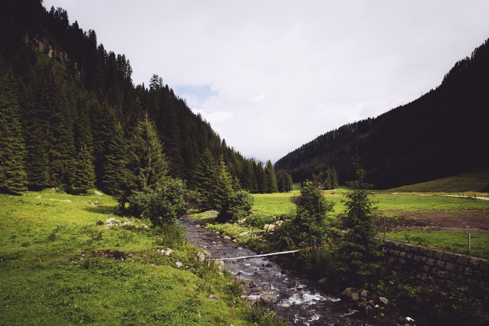 a stream running through a lush green forest