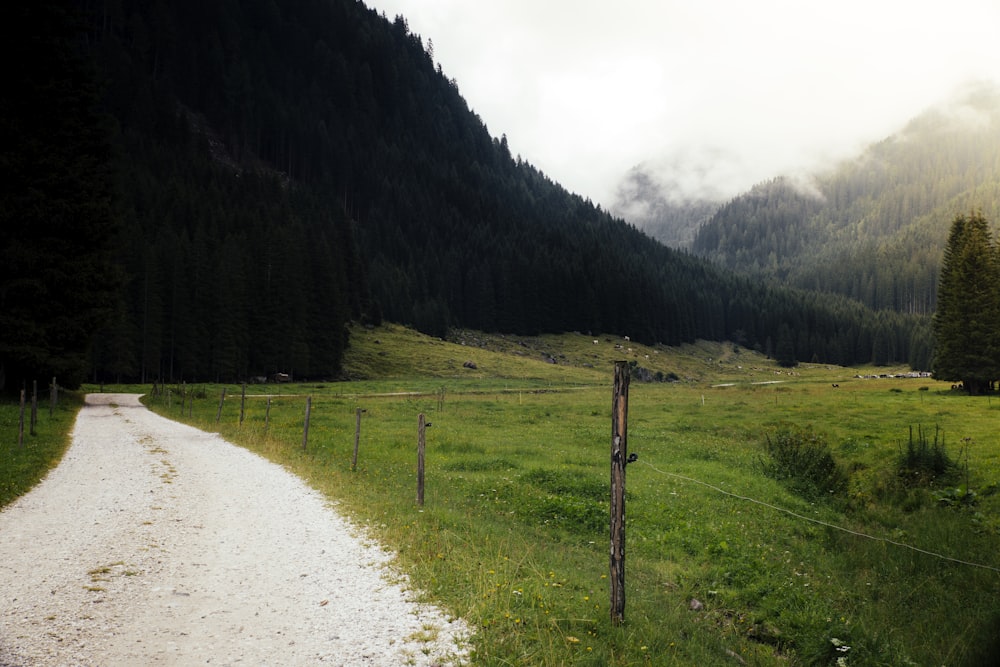 a dirt road in the middle of a lush green field