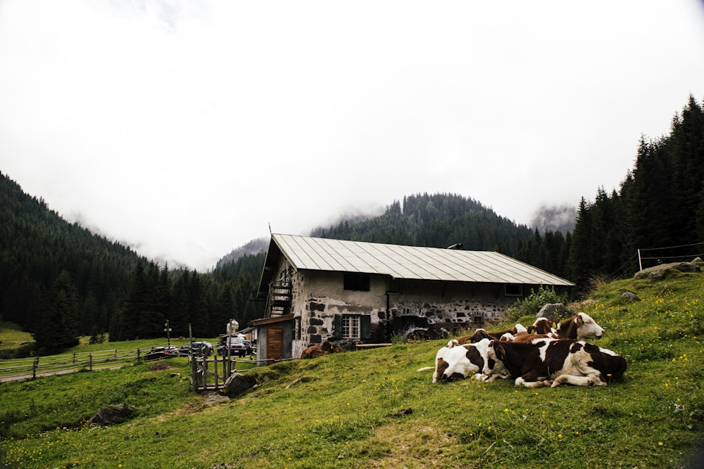a herd of cattle laying on top of a lush green hillside