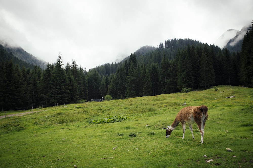 a cow grazing in a field with mountains in the background