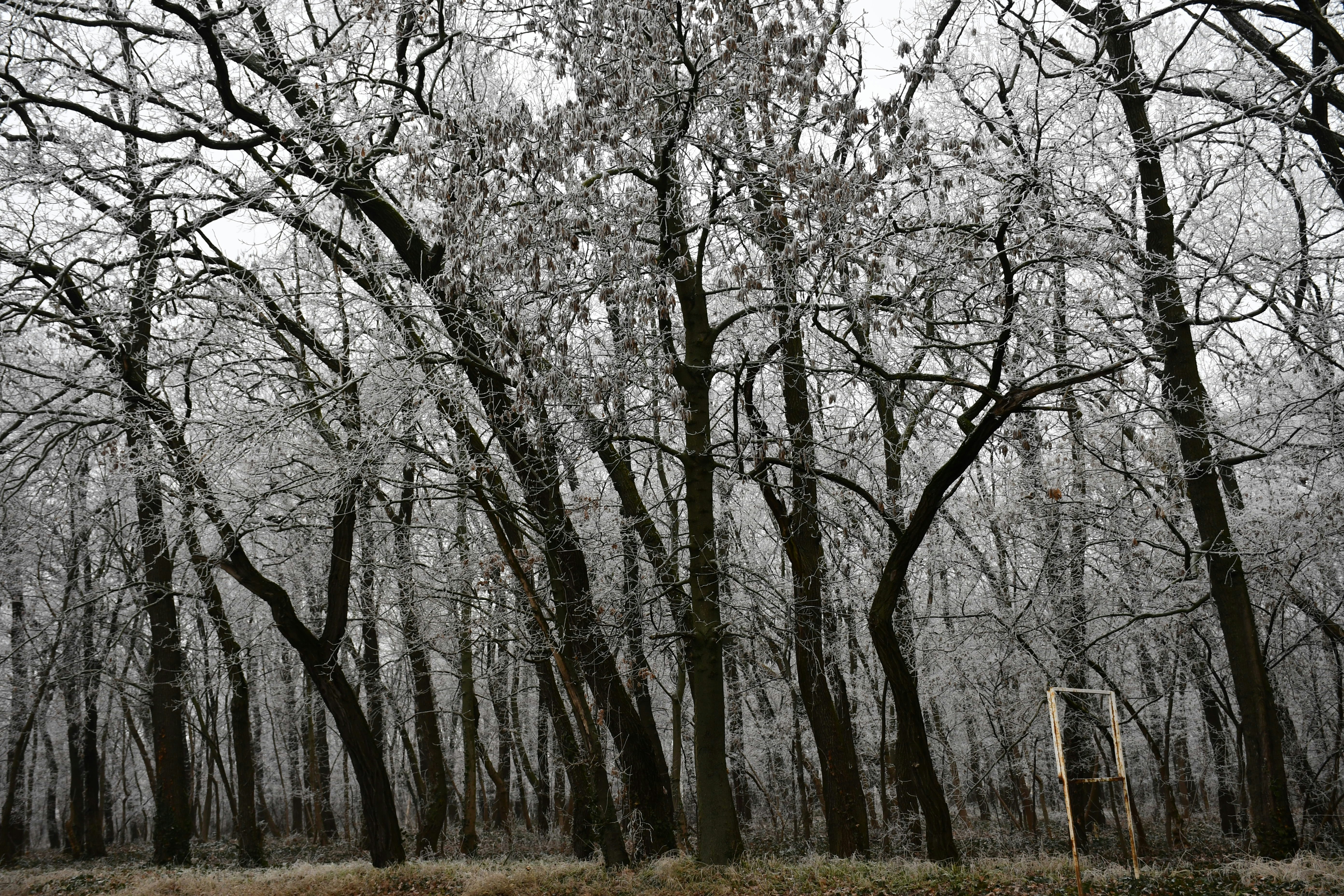 a park bench sitting in the middle of a forest