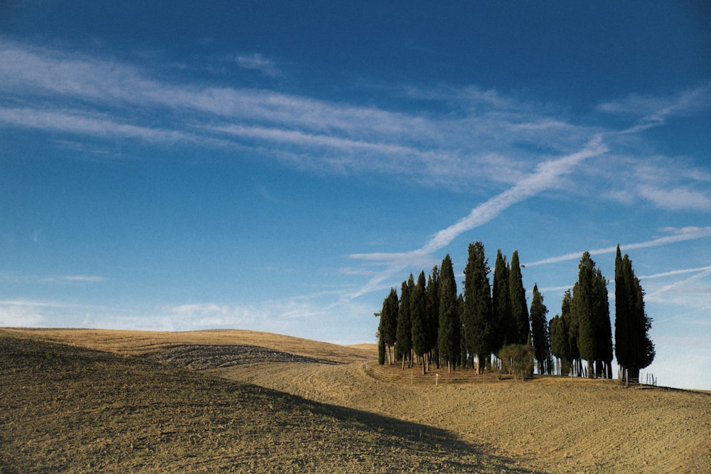 a row of trees on a hill under a blue sky