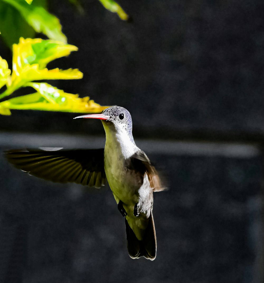 a hummingbird flying in the air near a plant