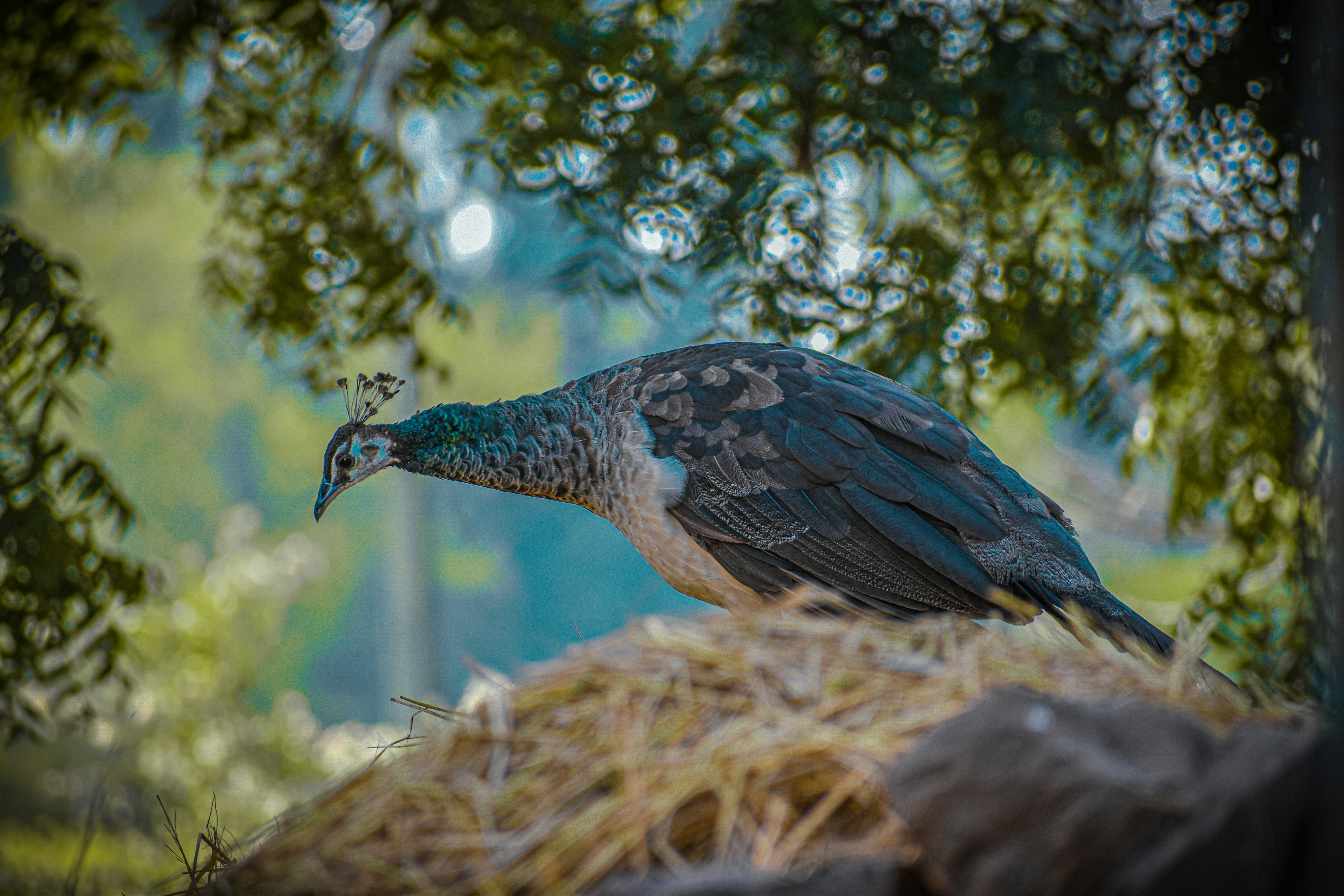 a bird sitting on a branch