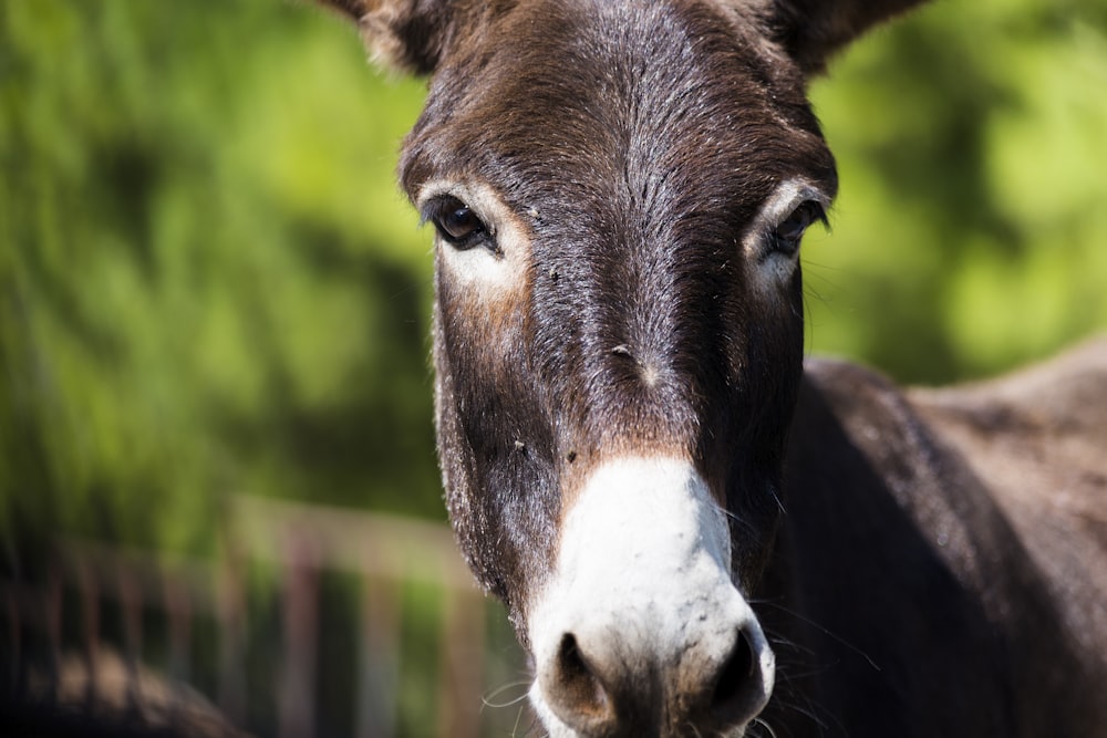 a close up of a donkey looking at the camera