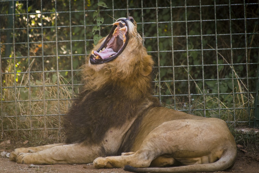 a large lion laying down in front of a fence