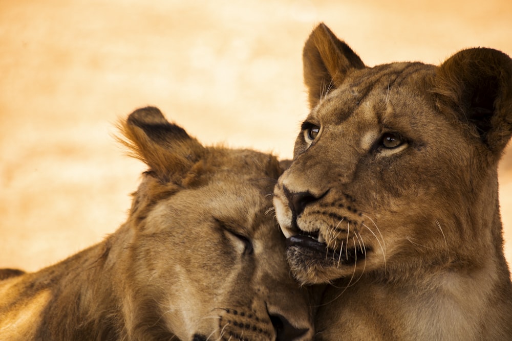 a couple of lions standing next to each other