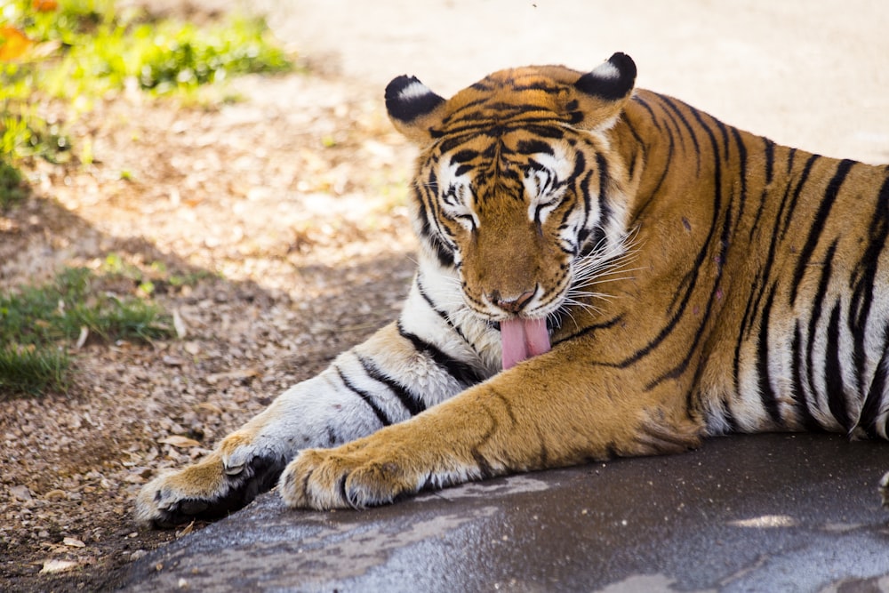 a tiger laying on the ground with its tongue hanging out