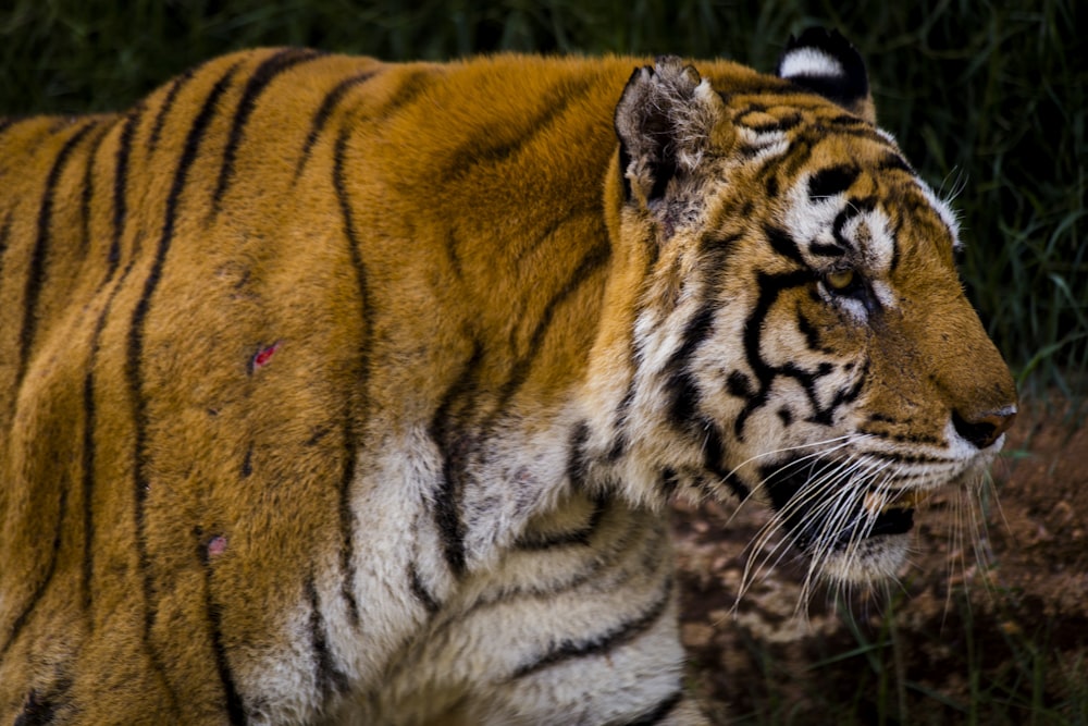 a tiger standing in a field of grass