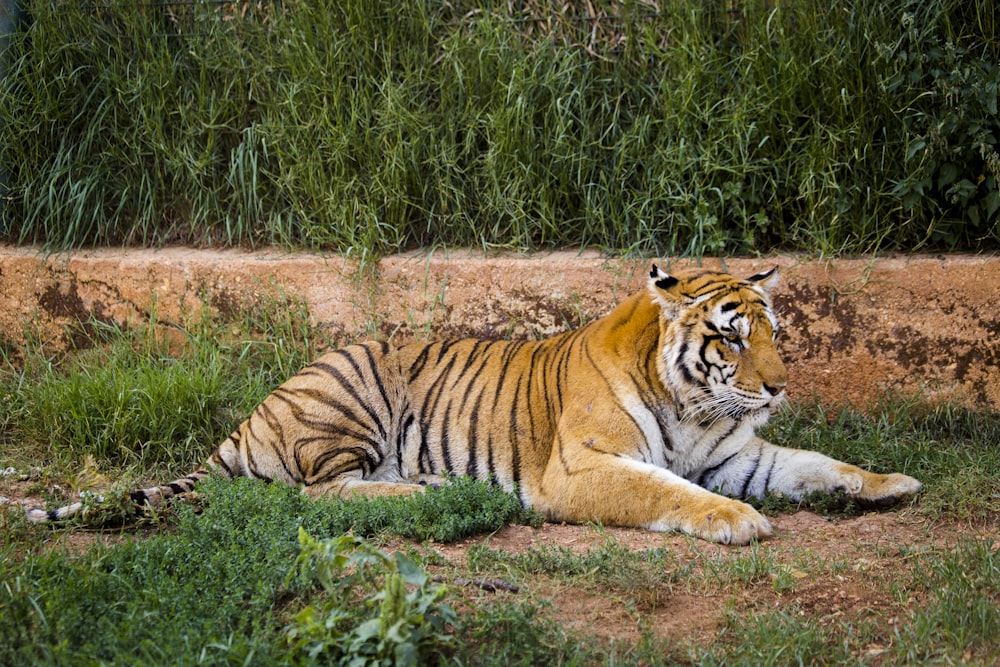 a tiger laying on the ground in the grass