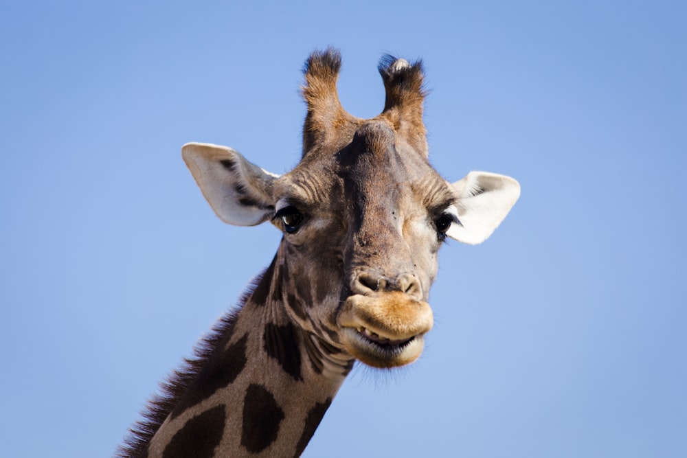 a close up of a giraffe with a sky background