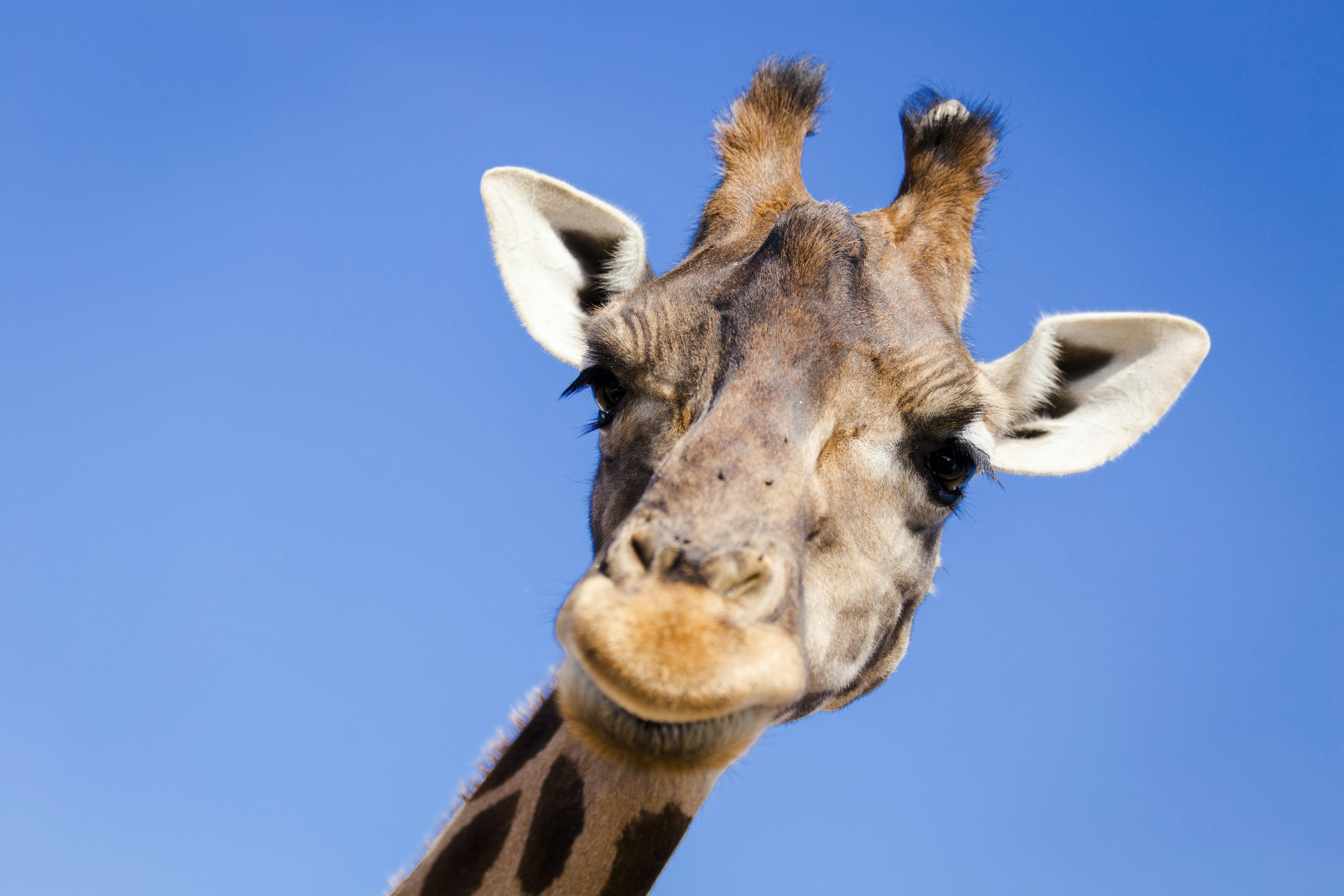 a close up of a giraffe's head against a blue sky
