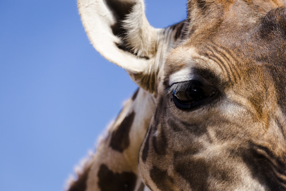 a close up of a giraffe's face with a sky background