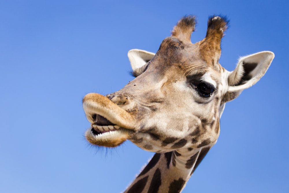 a close up of a giraffe with its mouth open