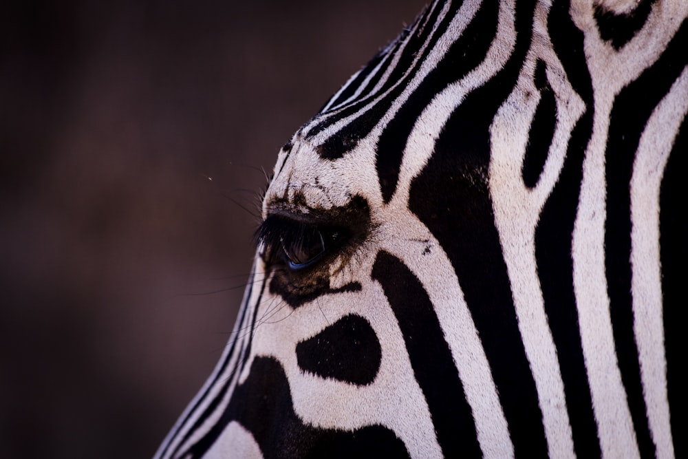 a close up of the eye of a zebra