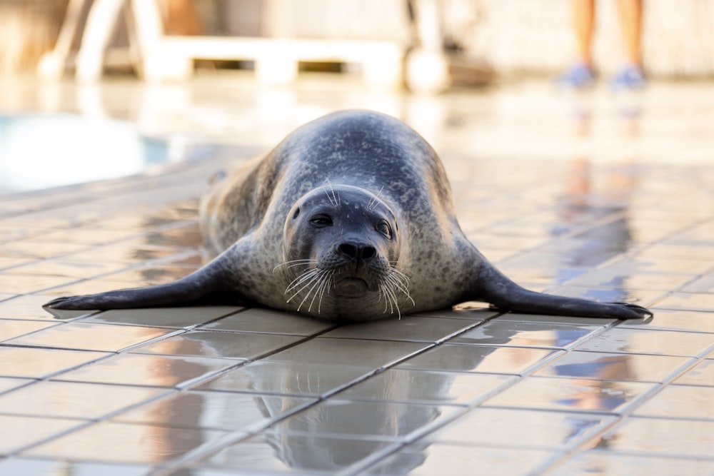 a grey seal laying on a tiled floor next to a pool