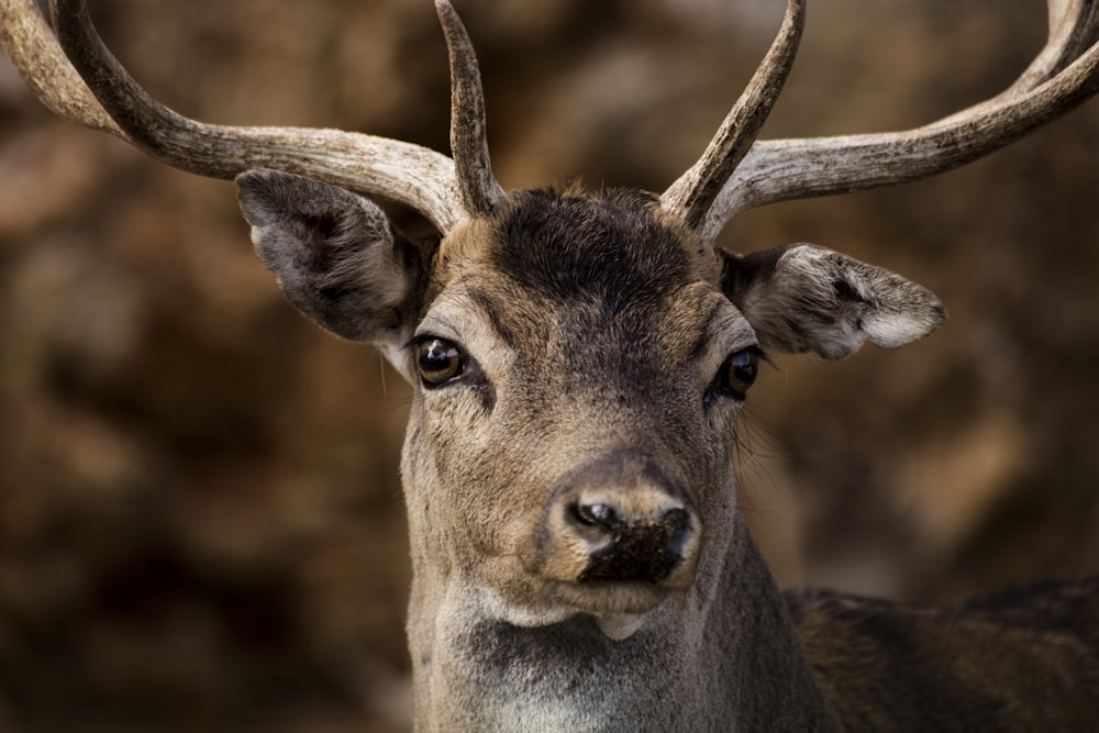 un gros plan d’un cerf avec des bois sur la tête