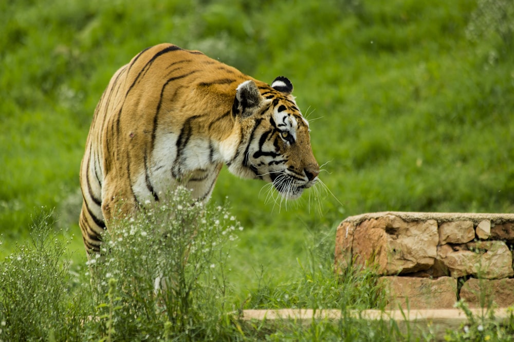 a tiger walking through a lush green field