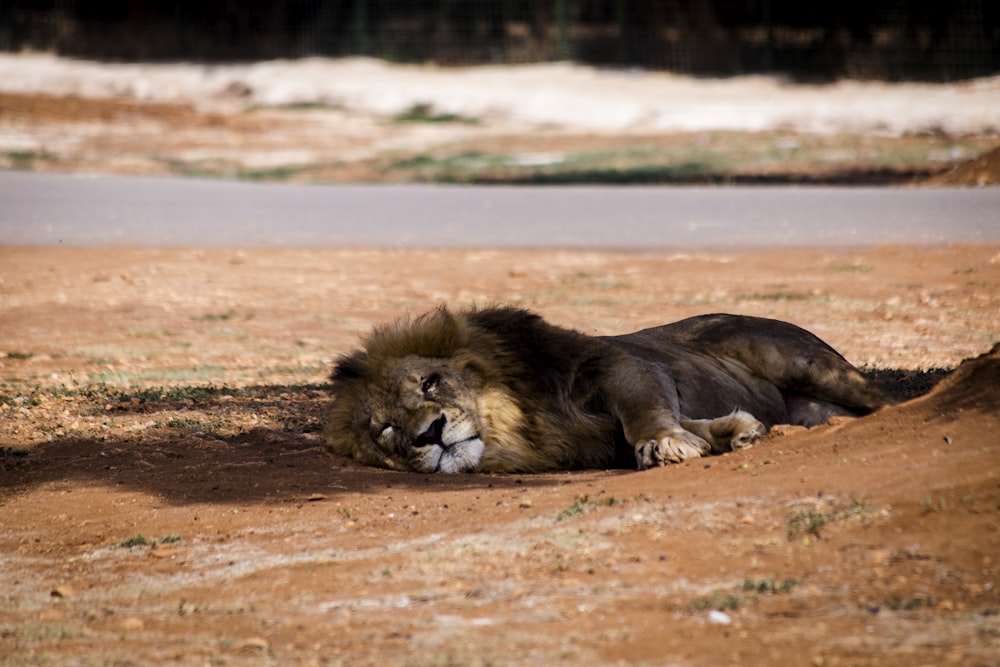 a lion laying on the ground in the dirt