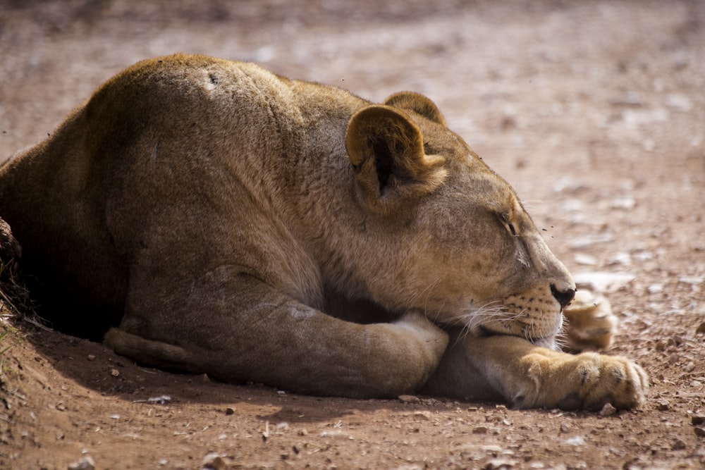 a lion laying down on a dirt road