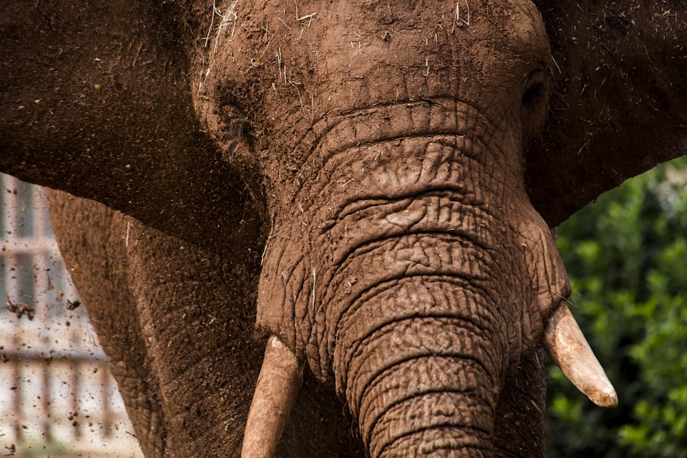a close up of an elephant with dirt on its face