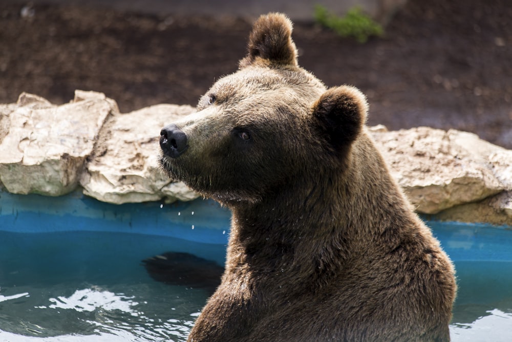 a brown bear sitting in a pool of water