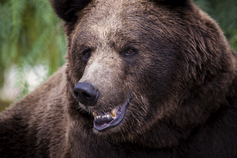 a large brown bear with its mouth open