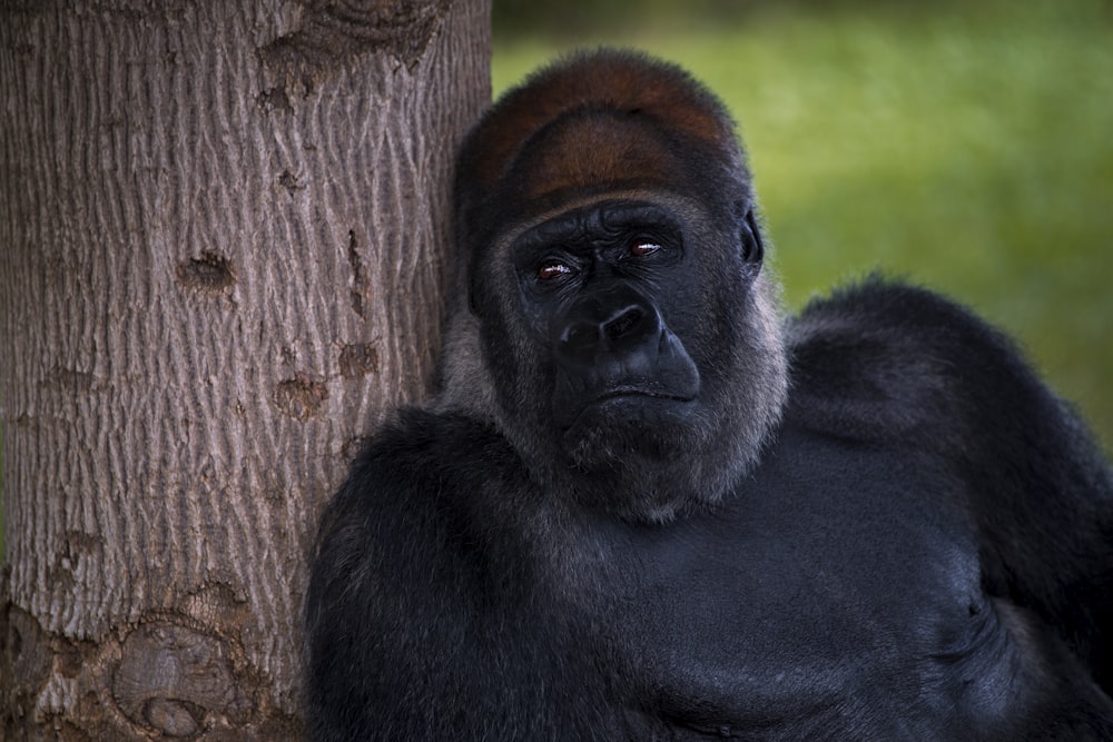 a close up of a gorilla near a tree